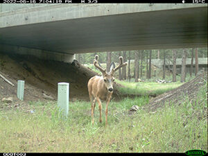 ODOT wildlife crossing underpass near Sun River, Photo courtesy OSU Cascades 8.30.22.jpg